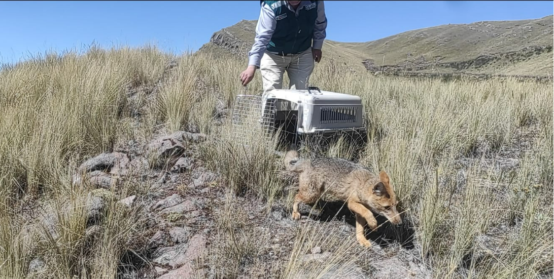 Cusco: Zorro andino rescatado fue devuelto a su hábitat tras recuperar su salud