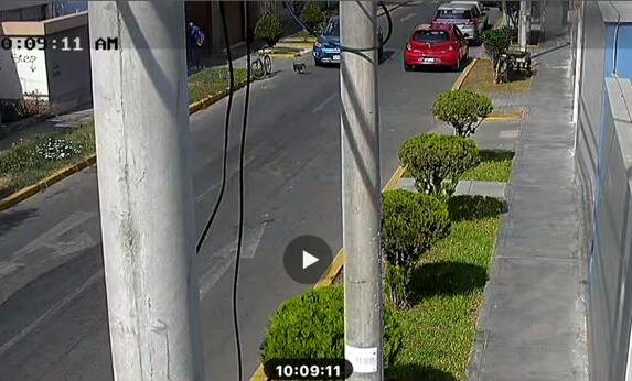 Trujillo: atropellan y matan a perro en urb. Las Quintanas