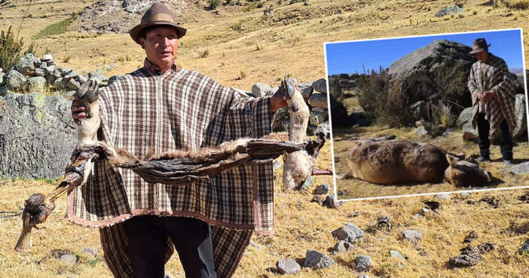 Huancayo: Frío extremo provoca muerte de ovinos y vacunos por neumonía, ganaderos demandan cobertizos