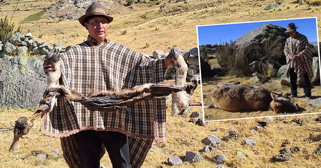 Huancayo: Frío extremo provoca muerte de ovinos y vacunos por neumonía, ganaderos demandan cobertizos