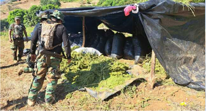 Decomisan más de seis toneladas de marihuana en la sierra de La Libertad