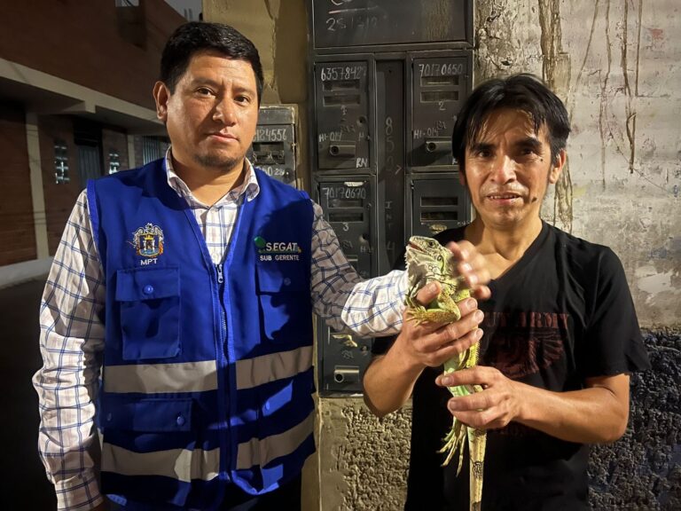 Trujillo: rescatan a iguana perdida en propiedad en construcción