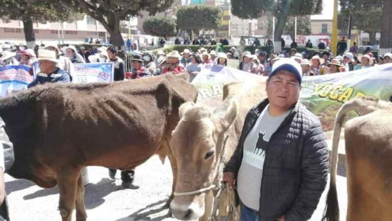 Juliaca: Productores tiran leche en la puerta de la municipalidad y protestan con sus vacas