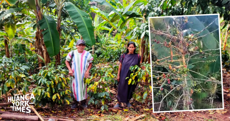 Crisis en el agro: Nuevo ataque de la roya amarilla daña más 90 mil hectáreas de café en Junín