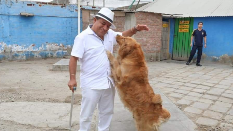 Desaparición de la Brigada Canina de Trujillo: Los perros en adopción