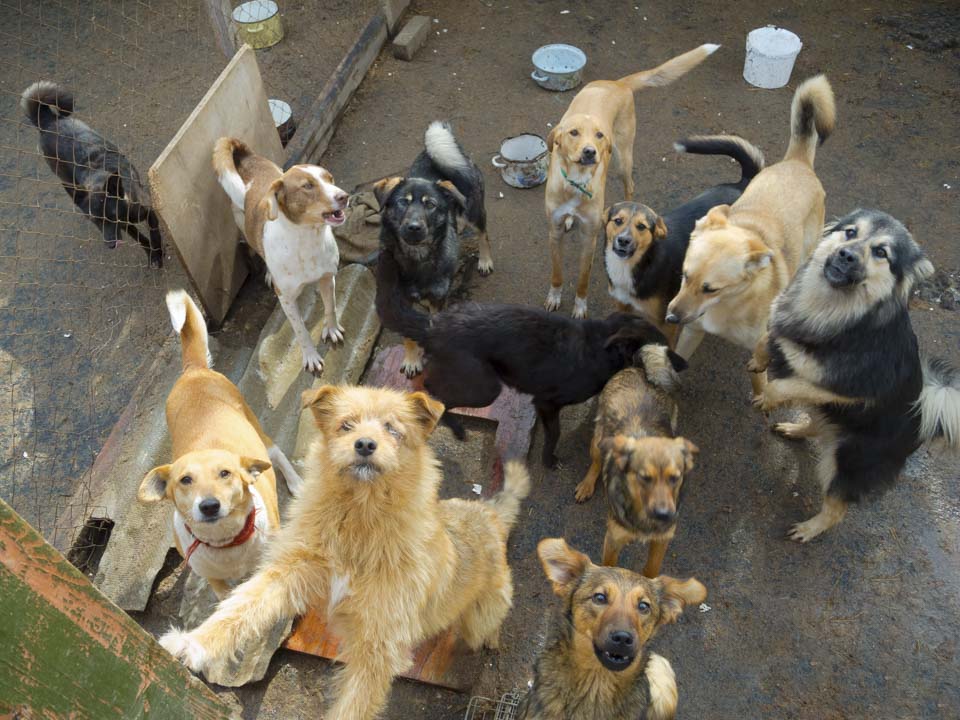 MINSA aprueba ley para esterilización de perros y gatos en el Perú