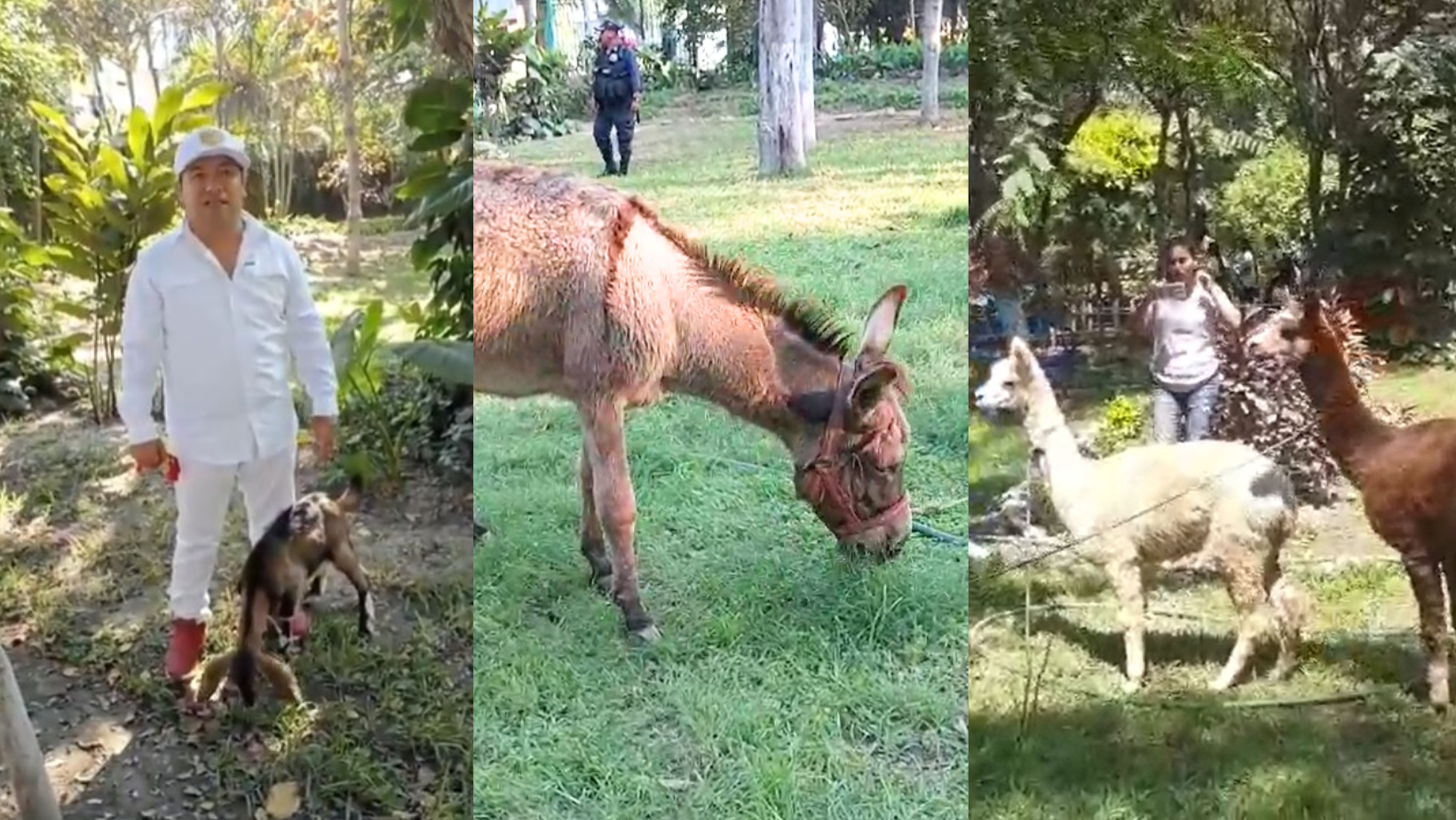 Trujillo: Alcalde Arturo Fernández traslada animales al Jardín Botánico