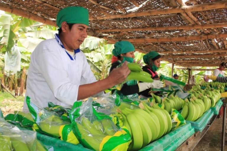 Piura: Exportaciones en riesgo por baja producción agrícola debido al cambio climático