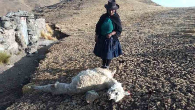 Déficit hídrico: Alertan mortandad de alpacas por falta de agua en Puno