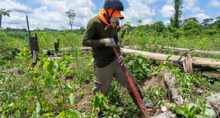 Erradican más de 16 mil hectáreas de cultivos ilegales de hoja de coca en seis regiones