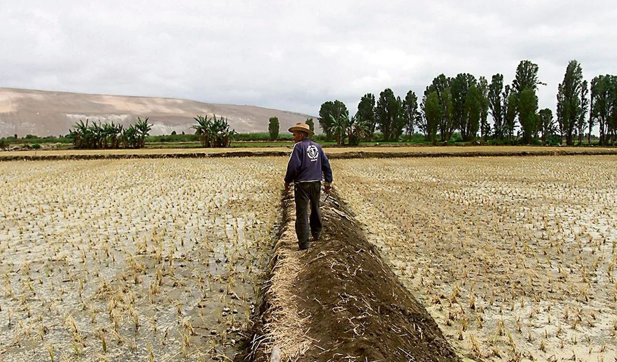 La Libertad: Fenómeno El Niño pone en riesgo el 100% de la superficie agrícola por sequía