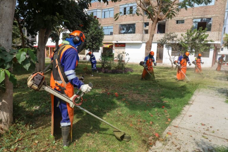 Trujillo: intensifican poda de árboles y corte de grass en parques y avenidas