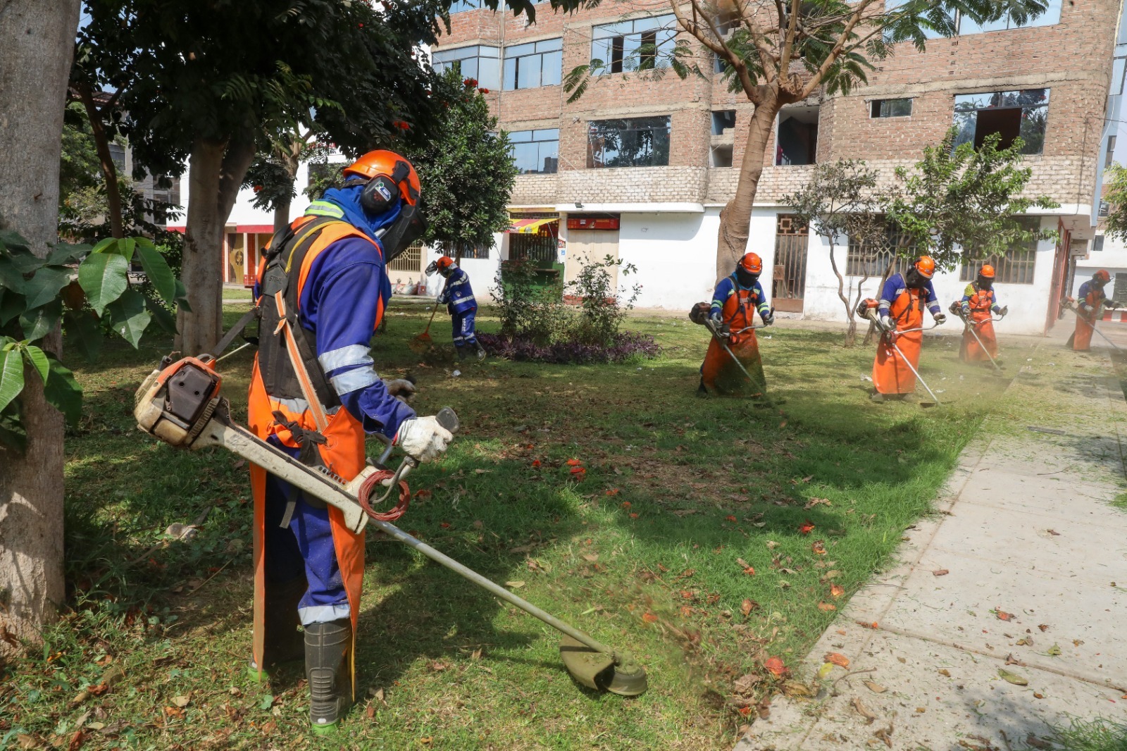 Trujillo: intensifican poda de árboles y corte de grass en parques y avenidas