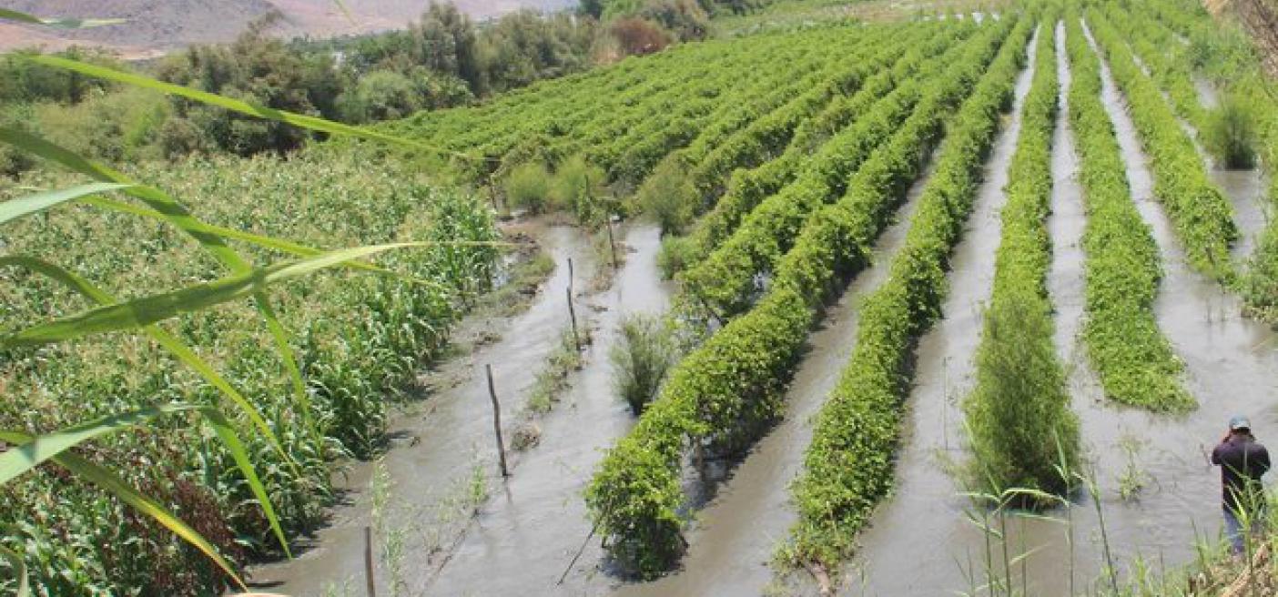 Trujillo: ¿cuál es el impacto del Fenómeno El Niño en la agroindustria?