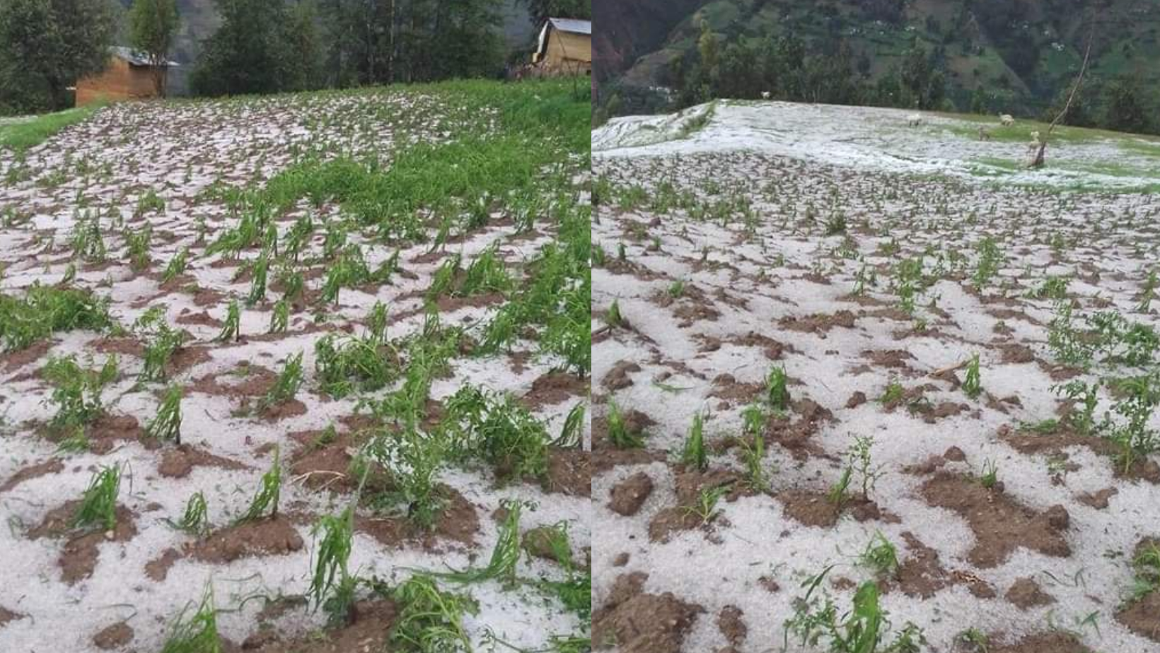 La Libertad: Granizada e intensas lluvias perjudican a 500 familias y más de mil hectáreas de cultivo en Pataz