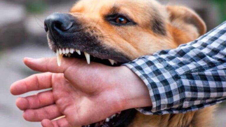 Arequipa: primer caso de rabia canina del año detectado en el distrito Mariano Melgar