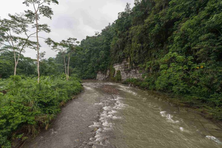 Bosque de Protección San Matías San Carlos cumple 37 años conservando biodiversidad