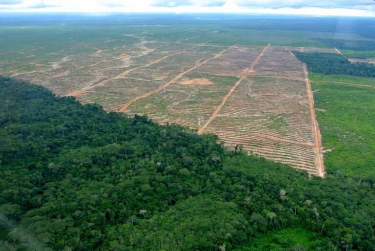 Café y cacao en incertidumbre: ¿Qué salidas tienen los productores ante las medidas contra la deforestación?