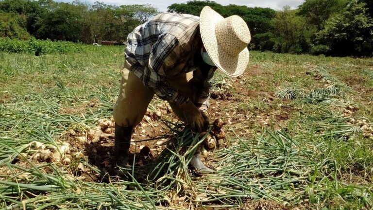 Arequipa: lluvias dañan 17% de producción agrícola, afectando especialmente a Camaná e Islay
