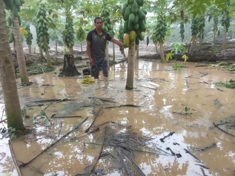 Madre de Dios: Más de mil hectáreas de cultivo son afectadas por inundaciones