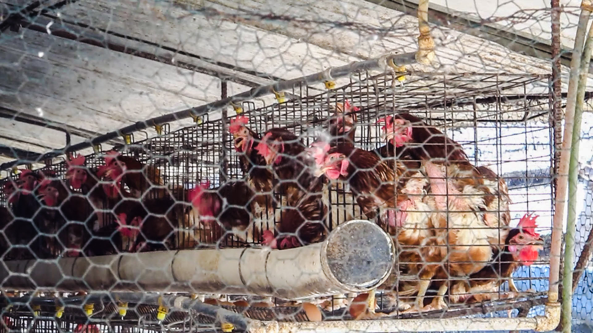 La Libertad: Solo 4 de los 1178 establecimientos hoteleros tienen un compromiso con el bienestar animal