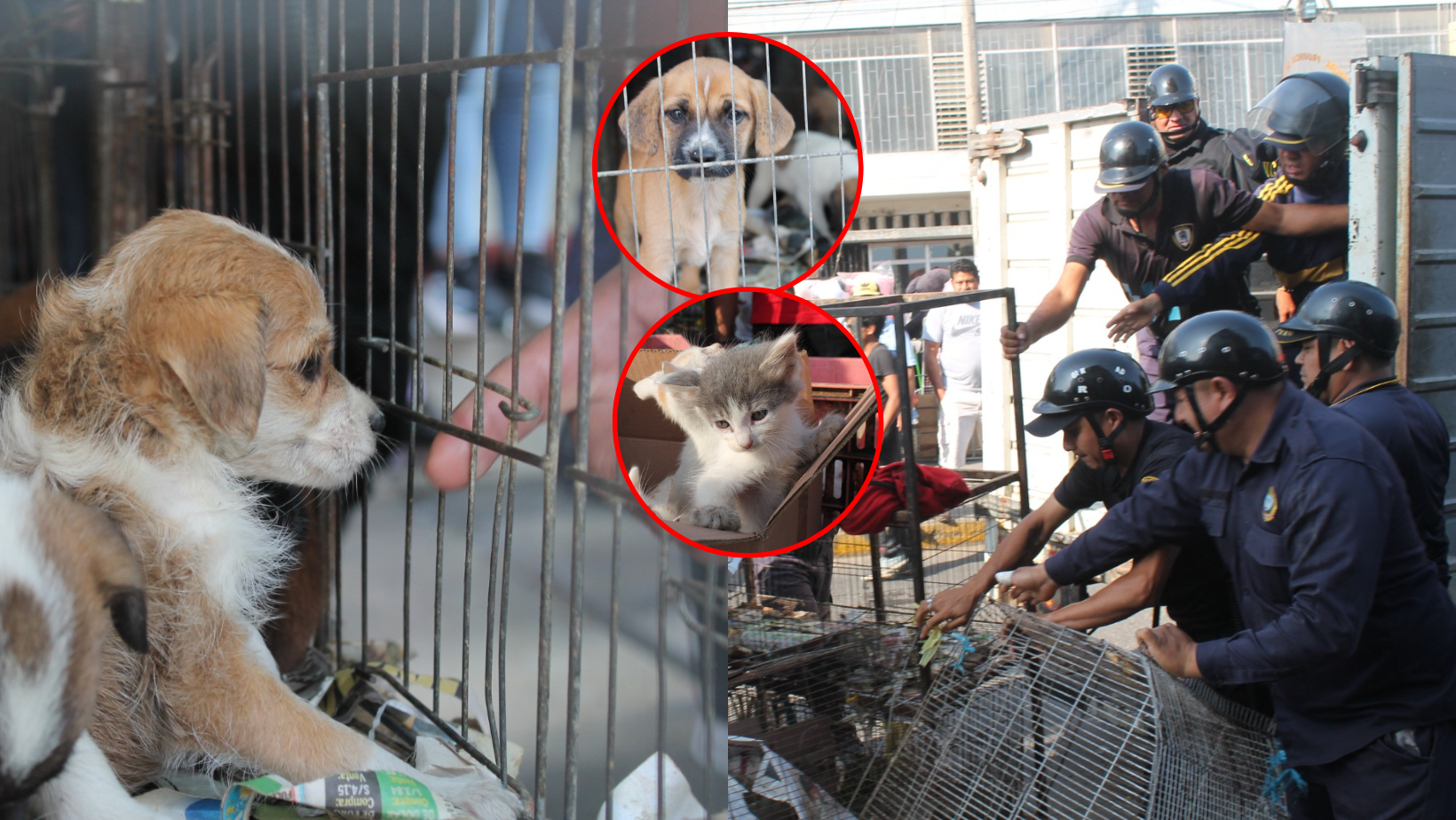 Trujillo: MPT realiza acciones contra el maltrato animal