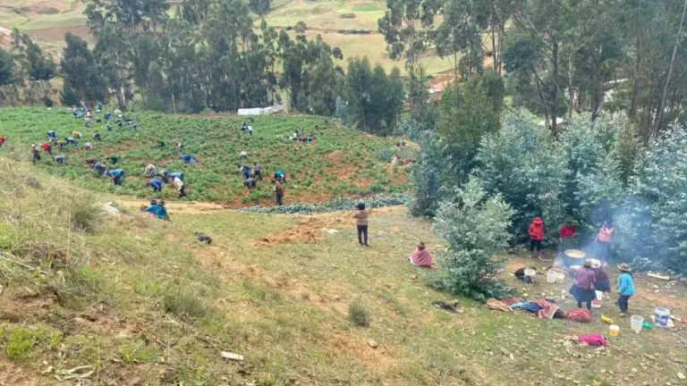 Huánuco: Papa en Huamalíes: Productores sacan adelante producto bandera