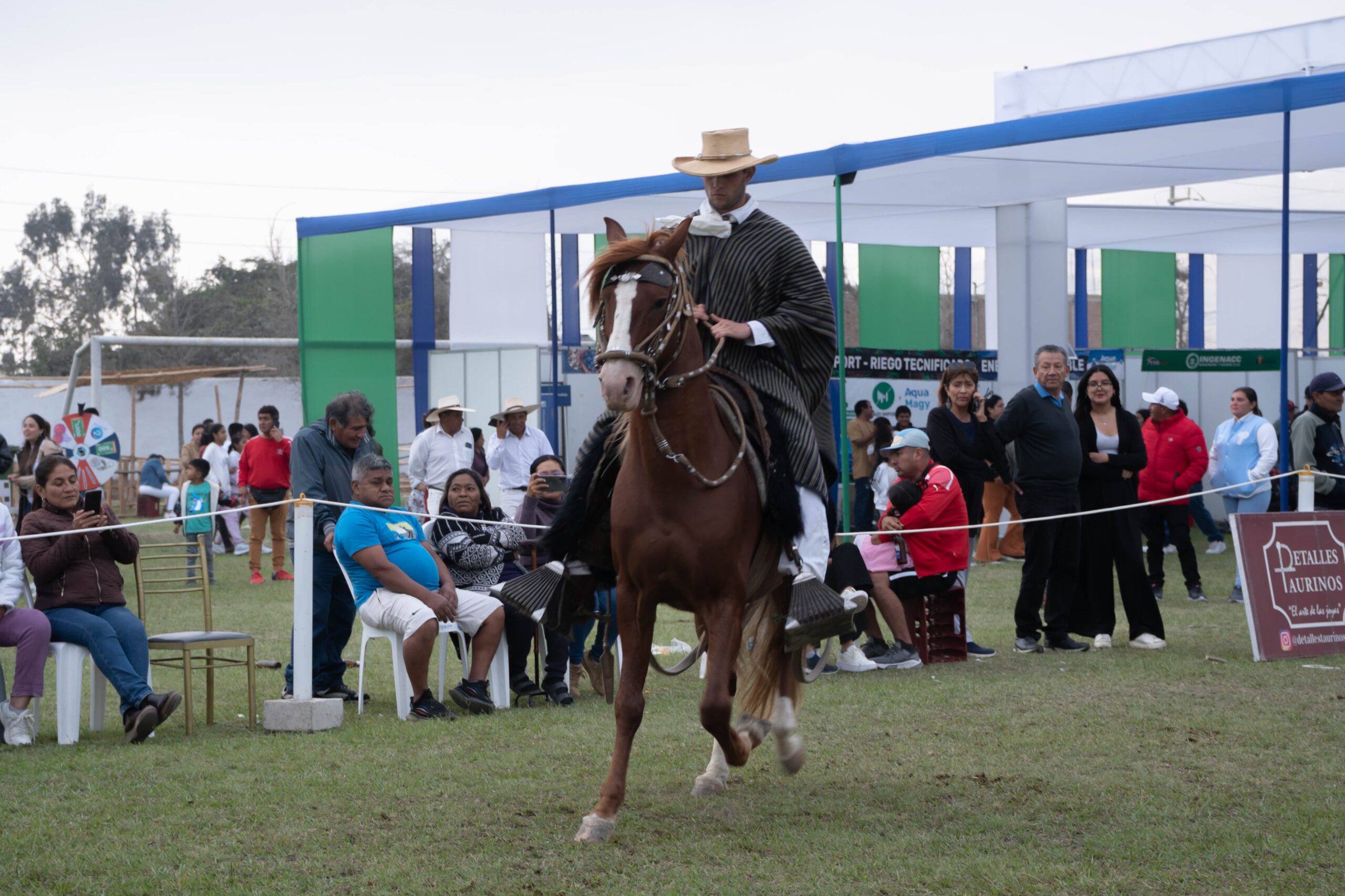 La Libertad: Realizan el I concurso interprovincial de caballo de paso peruano en Paiján