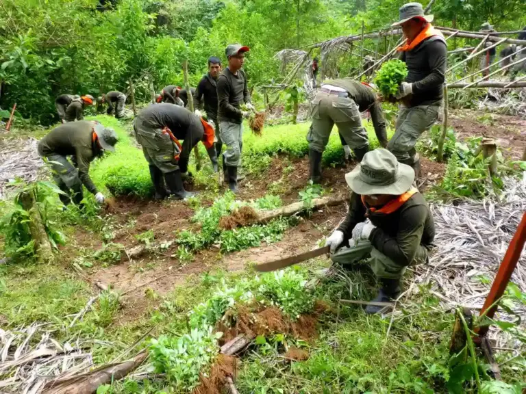 Amazonía: erradican más de 9000 hectáreas de cultivos ilegales de hoja de coca en 2024