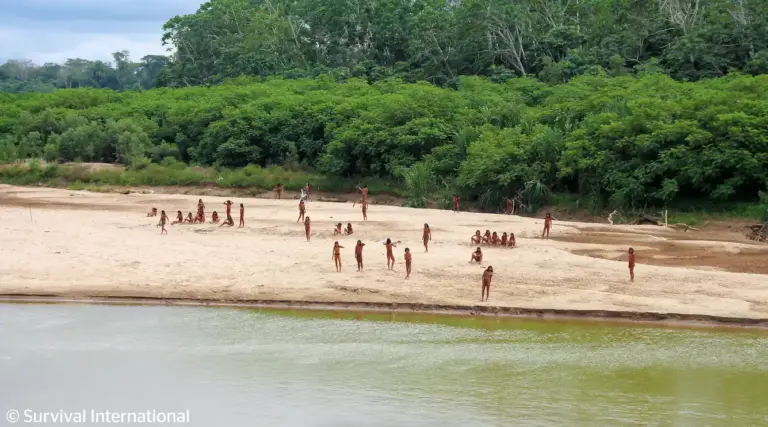 Amazonía: Imágenes revelan amenaza maderera sobre territorio de pueblo indígena en aislamiento