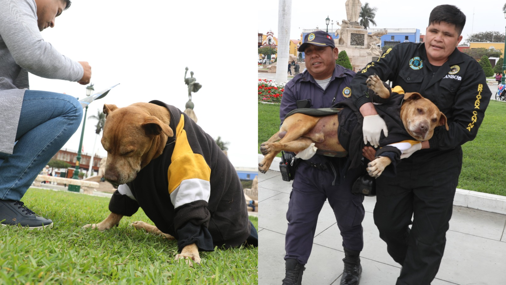 Trujillo: Brindan ayuda a perrito "Draco" considerado el guardián de la plaza de armas