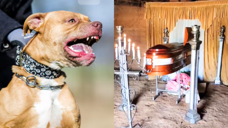 La Libertad: Tres pitbulls atacan y matan a padre de familia que deja ocho hijos huérfanos
