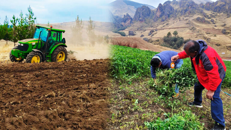 Ayacucho: 978 hectáreas de cultivos se perdieron en la última campaña agrícola