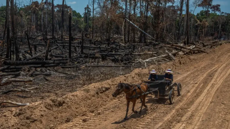 Amazonía: Expansión de colonias menonitas arrasa con más de 8600 hectáreas