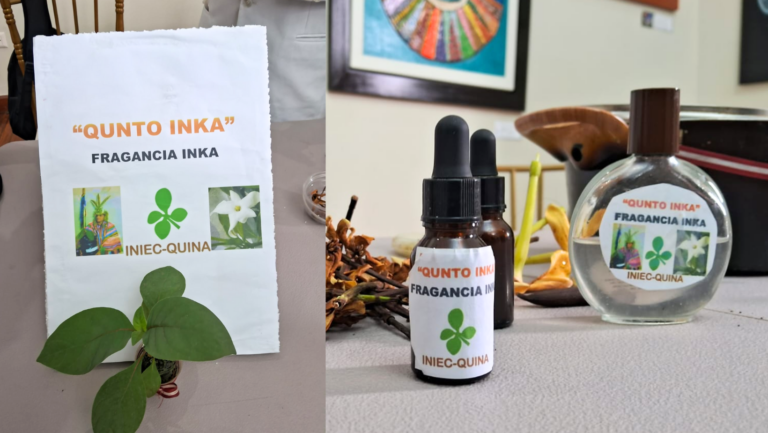 Trujillo: Crean fragancia de la flor del árbol de la quina que ayuda al crecimiento del cabello