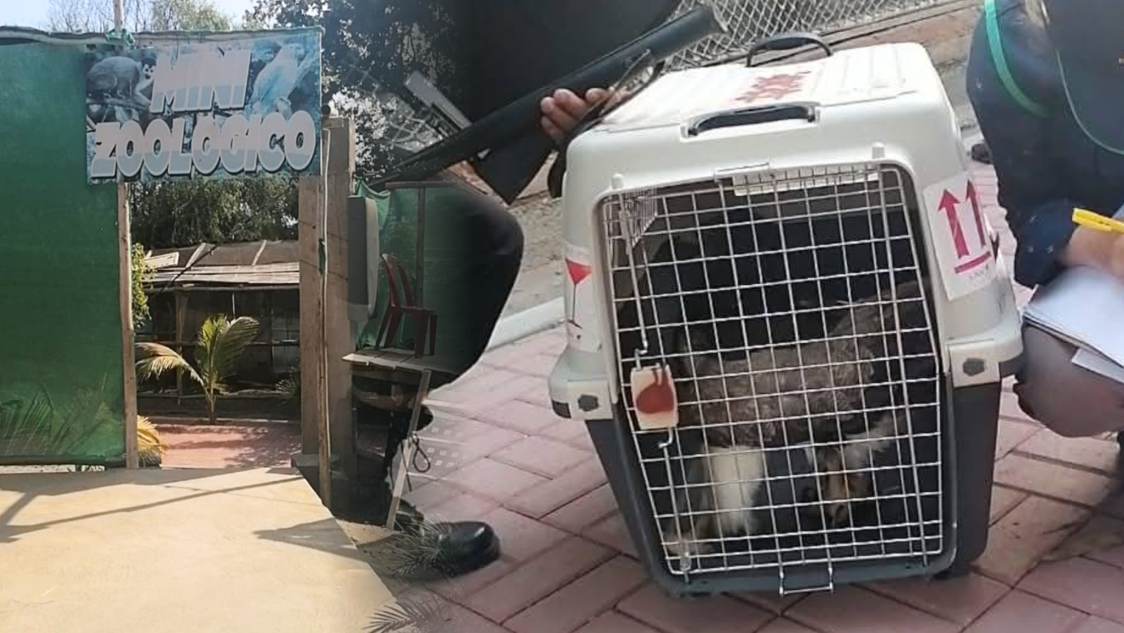 Sentencian a sujetos que tenían animales silvestres ilegalmente en un local en Virú