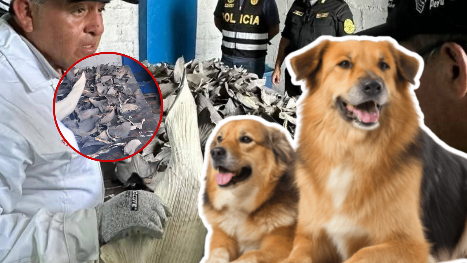 Al rescatar perritos hallan planta clandestina que procesaba animales marinos en Salaverry