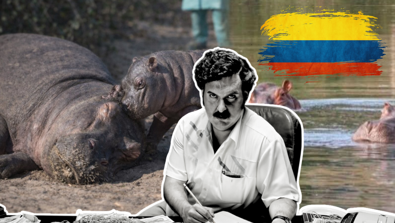 Sacrificarán 80 hipopótamos en Colombia: descienden de ejemplares del narco Pablo Escobar