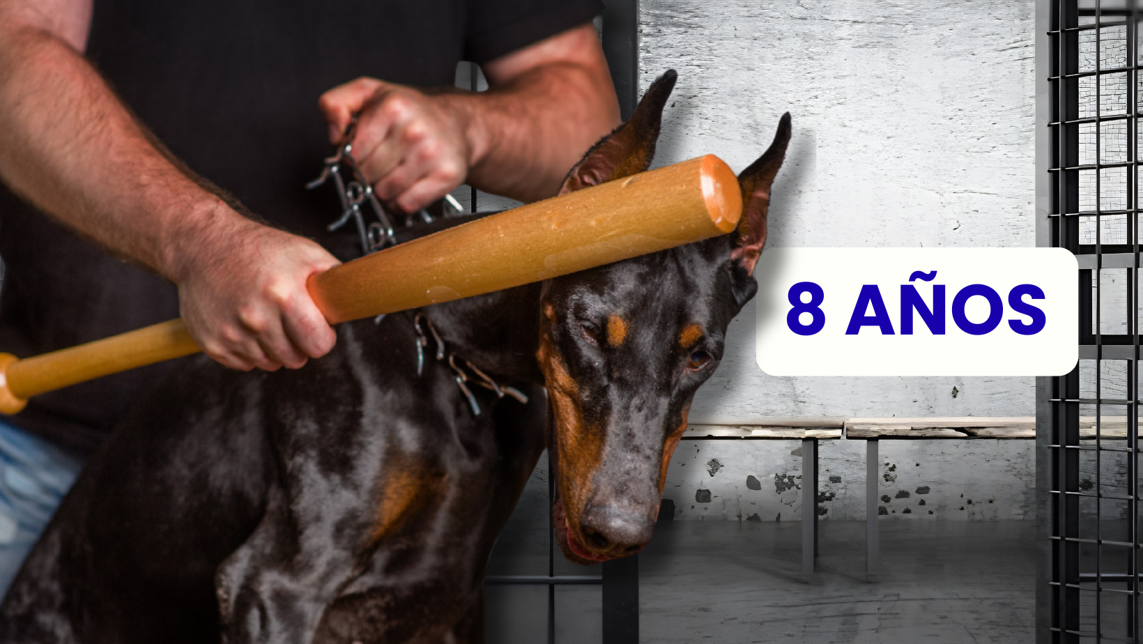¡Alerta! Hasta 8 años de cárcel para maltratadores de animales