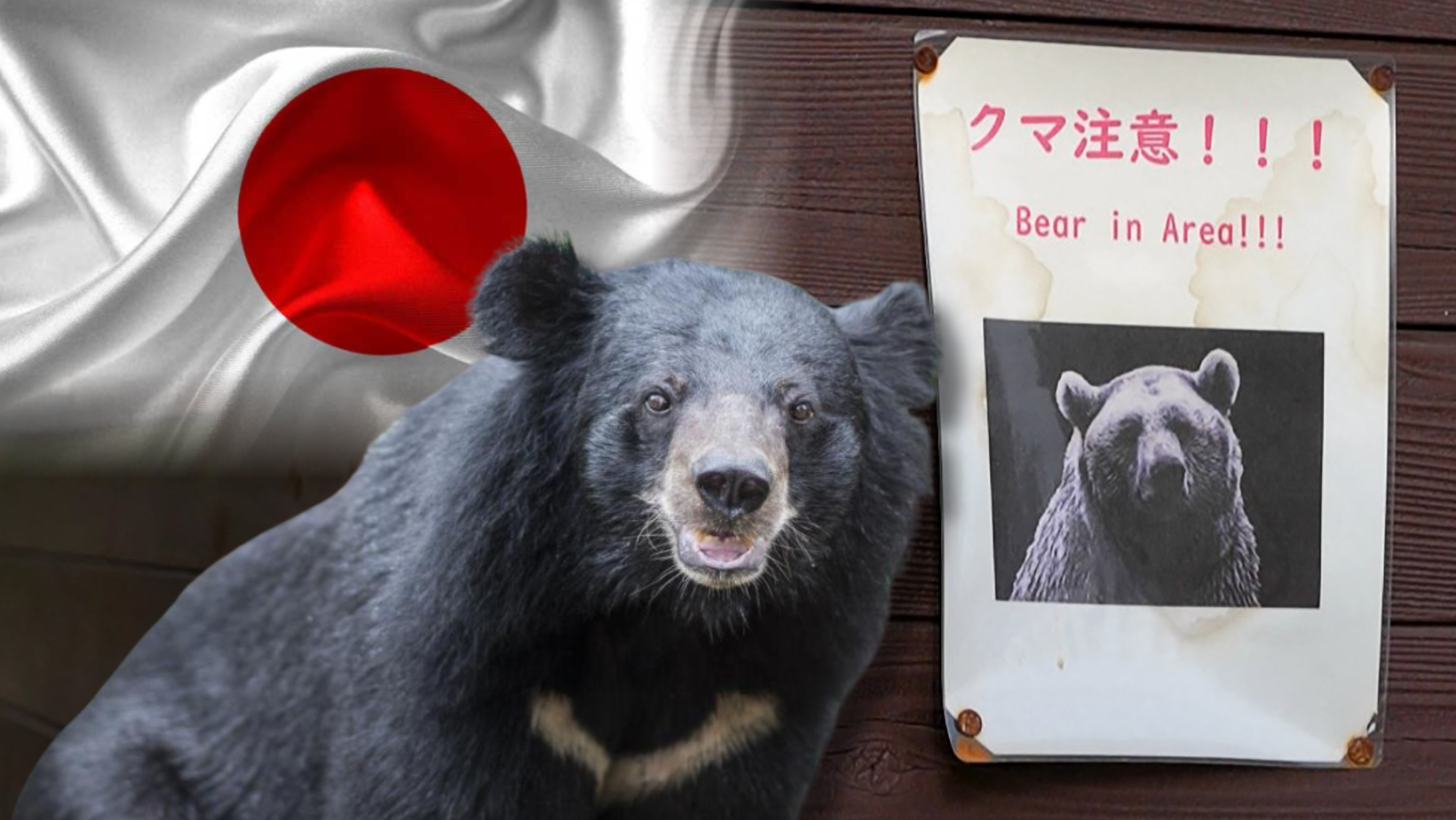Japón sacrifica más de 14 mil osos por ola de ataques mortales a personas