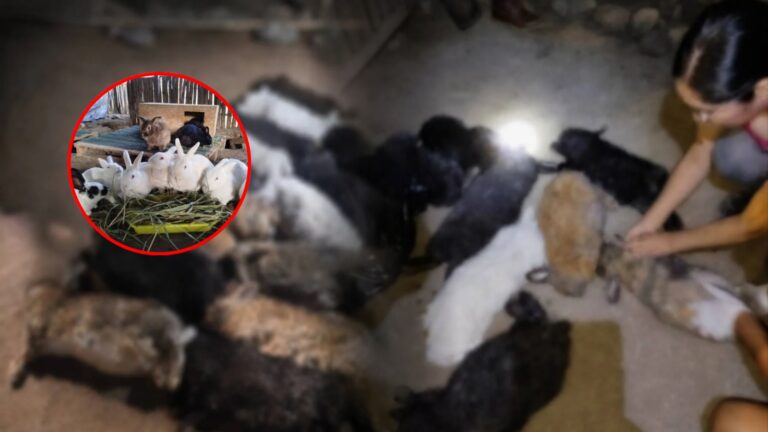 Hallan sin vida a 30 conejos y 20 gatos en Jardín Botánico de Trujillo