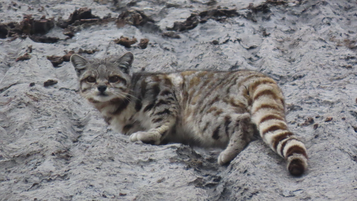 Avistan gato andino, uno de los felinos más raros, en el Parque Nacional Huascarán
