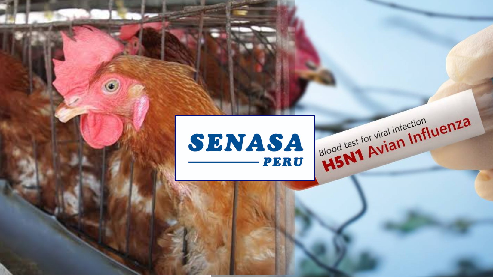 ¡Alerta! Senasa declara emergencia sanitaria en todo el país por temible gripe aviar