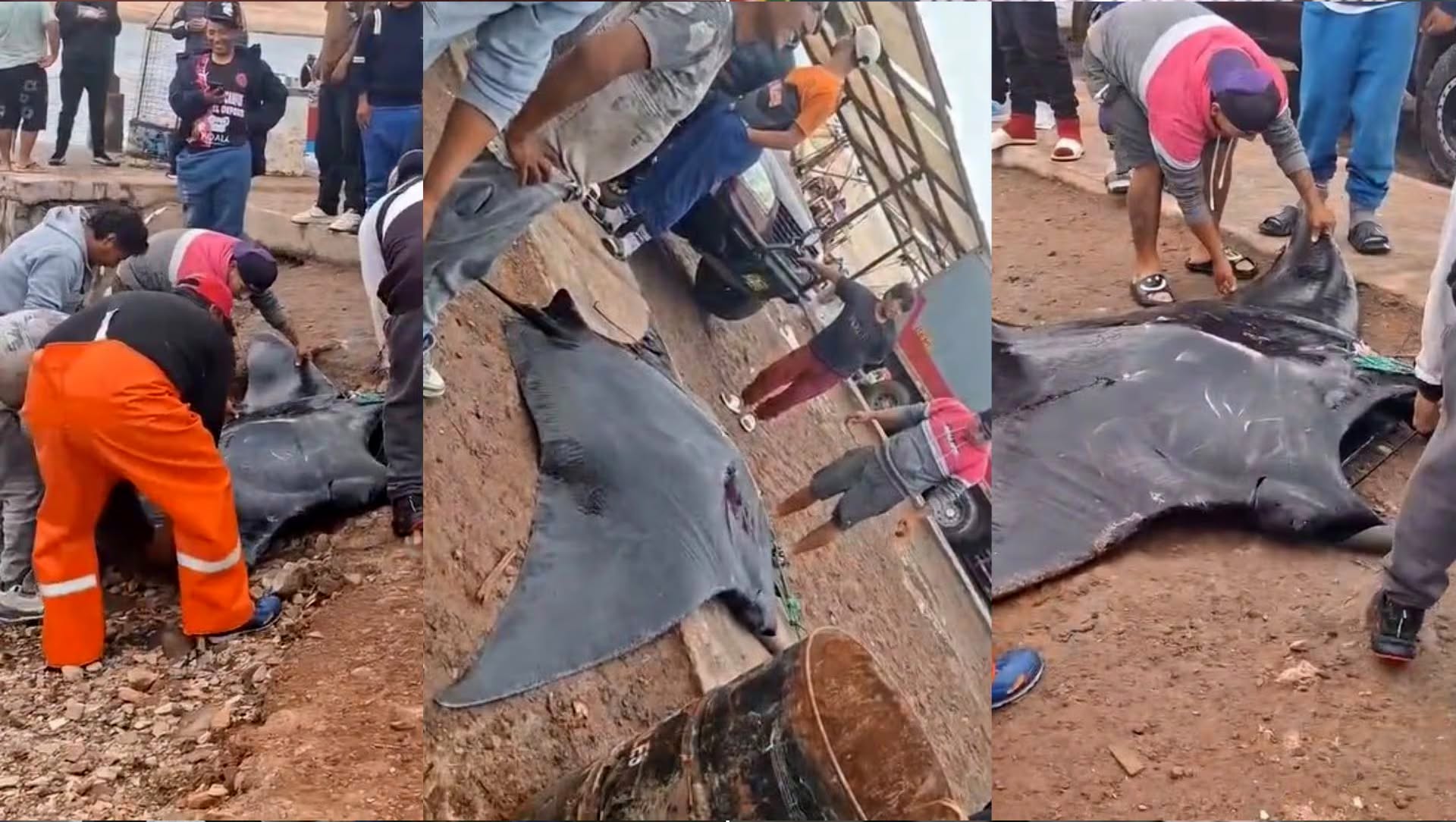 Ica: mantarraya gigante sorprende a pescadores en Paracas