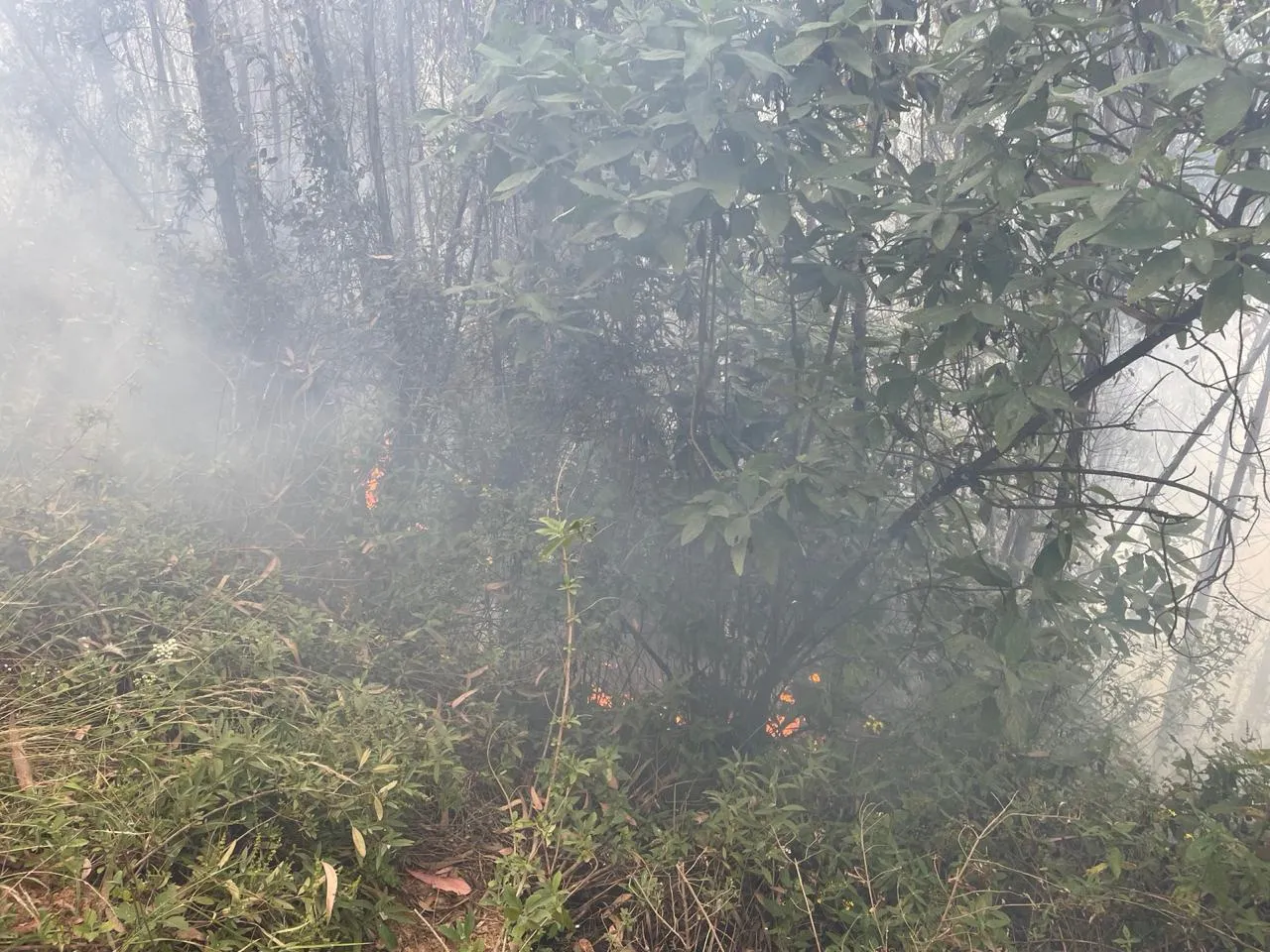 Otuzco: incendio forestal afecta más de 15 hectáreas de plantaciones y cultivos
