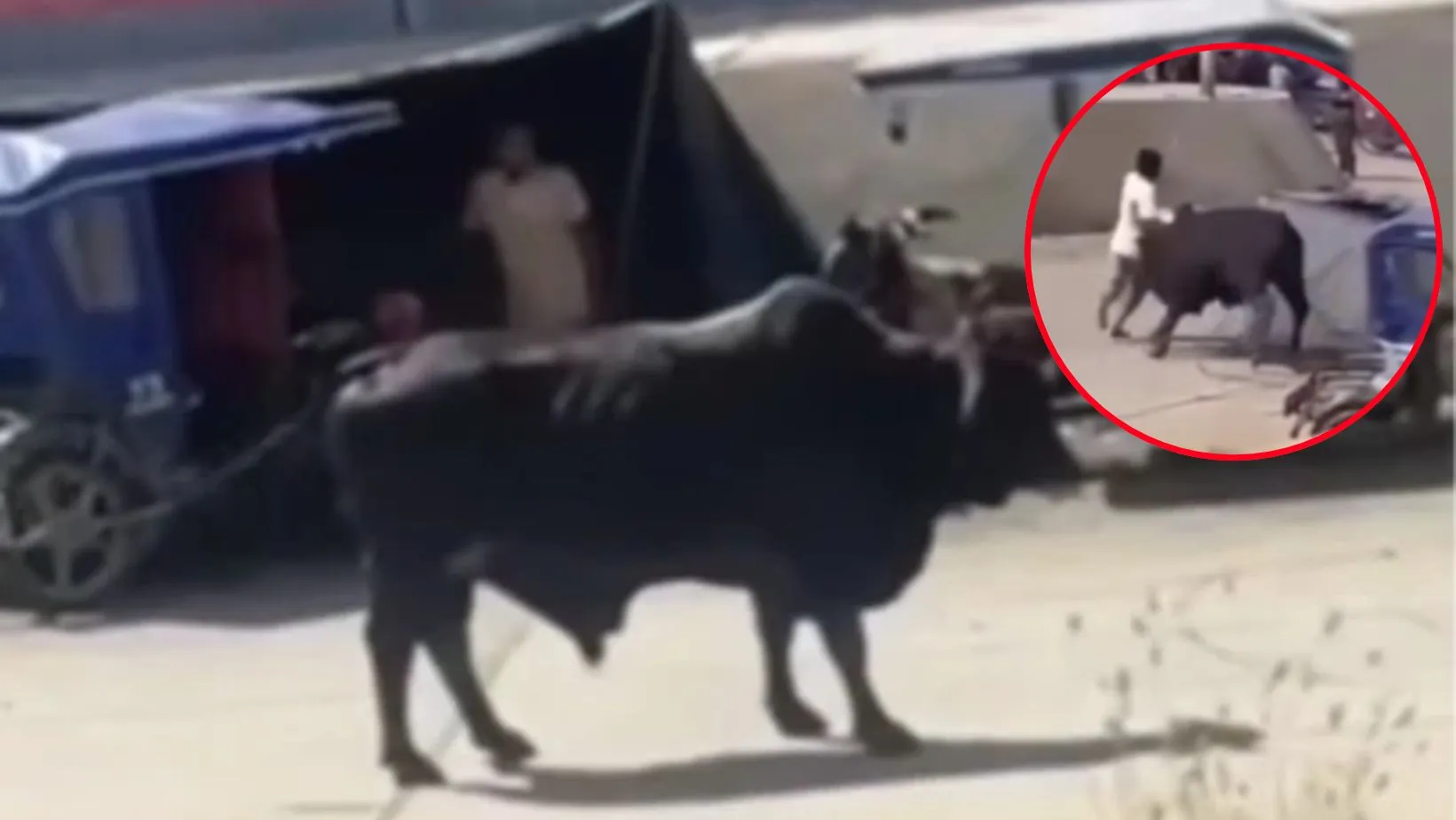 ¡Furia animal! Toro desata pánico al embestir y voltear mototaxi