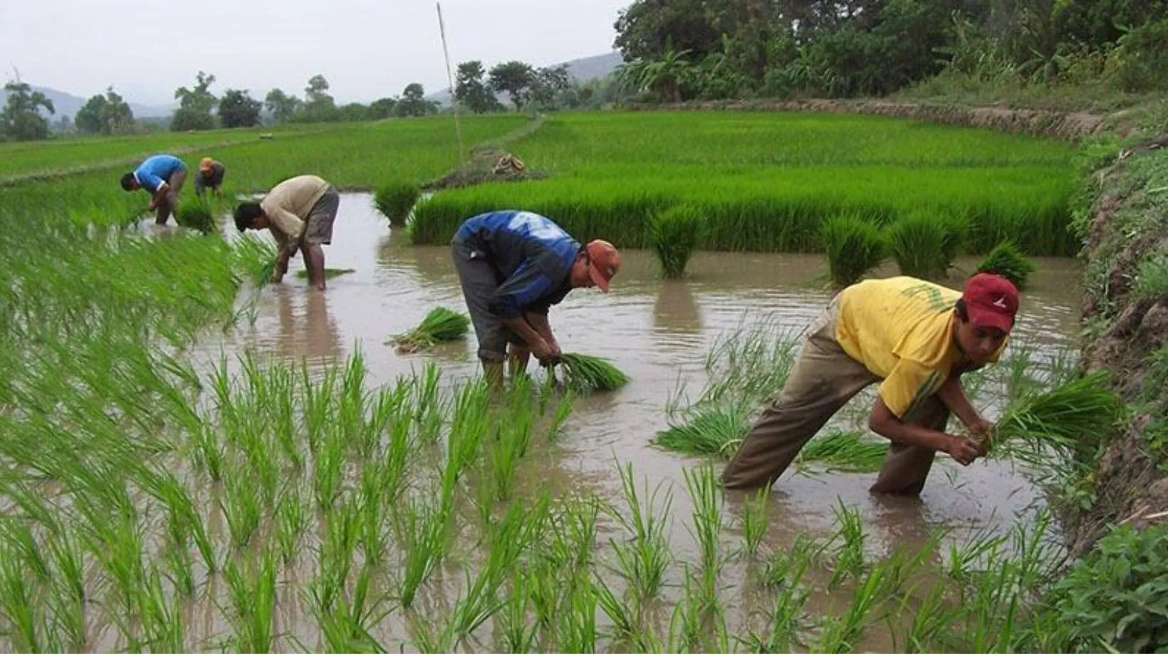 El Niño: Intensas lluvias ocasionarían disminución de 30% en producción de arroz