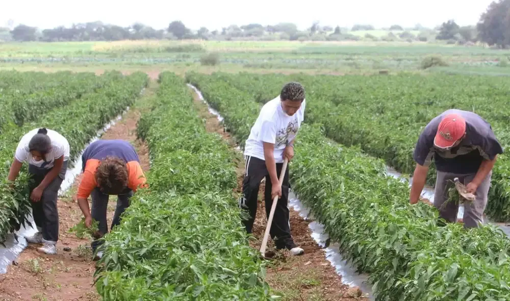 ALTERNATIVAS PARA PROTEGER A LOS TRABAJADORES DEL CAMPO FRENTE AL NIÑO COSTERO
