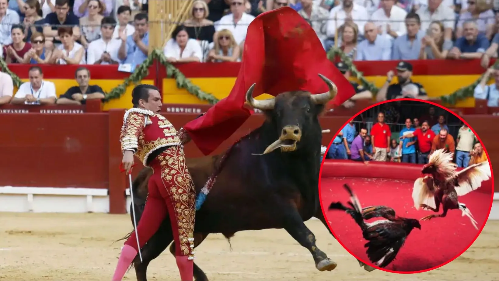 ¿Estás a favor o en contra?: Diputada plantea prohibir corridas de toros y peleas de gallos
