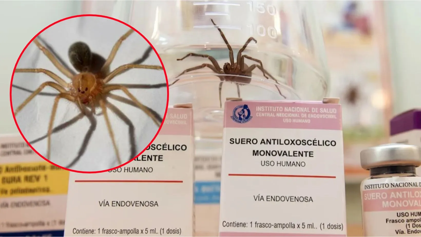 ¡Ahorro! Perú fabrica su propio suero contra veneno de araña casera